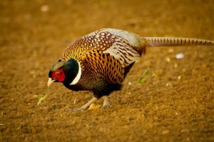 South Dakota Pheasant Hunting